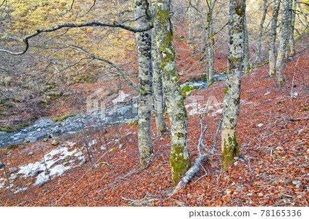 Petrechema River, Valles Occidentales Natural Park, Spain 78165336