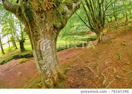Otzarreta Beech Forest, Gorbeia Natural Park, Spain Otzarreta Beech Forest, Gorbeia Natural Park, Spain 78165346
