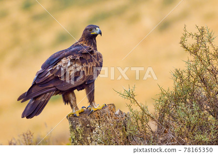 Golden Eagle, Mediterranean Forest, Spain 78165350
