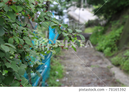 Jeongneunggol. Alley, flowers. Seongbuk-gu. Leaves Jeongneunggol. Alley, flowers. Seongbuk-gu. Leaves 78165392