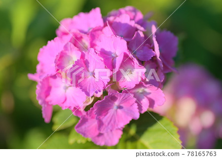 粉紅色的繡球花 78165763