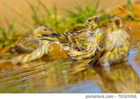 Serin, Mediterranean Forest, Spain Serin, Mediterranean Forest, Spain 78165806