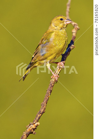 Female Greenfinch, Mediterranean Forest, Spain 78165820