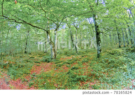 Forest Landscape, Valderejo Natural Park, Spain 78165824