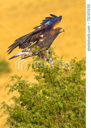 Golden Eagle, Mediterranean Forest, Spain 78165830