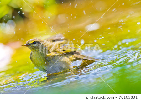 Willow Warbler, Mediterranean Forest, Spain 78165831