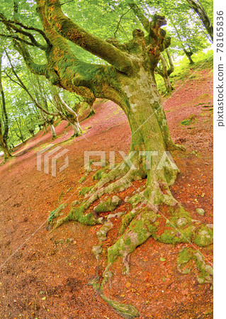 Otzarreta Beech Forest, Gorbeia Natural Park, Spain Otzarreta Beech Forest, Gorbeia Natural Park, Spain 78165836