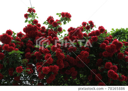 城北區正陵谷胡同正陵川 城北區正陵谷胡同正陵川 78165886