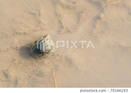 【動物】稻田裡的蝸牛 78166293