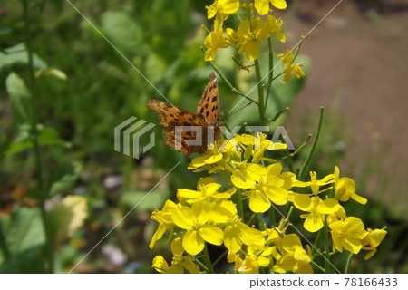 逗號吮吸油菜花的花蜜 78166433