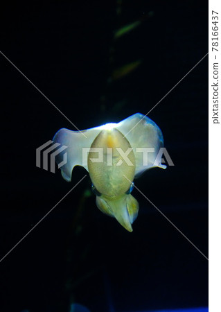 AOLIICA 78166437