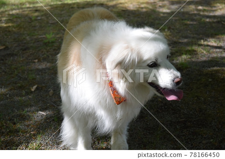 邊境牧羊犬 78166450