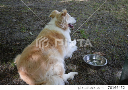 Border Collie 78166452