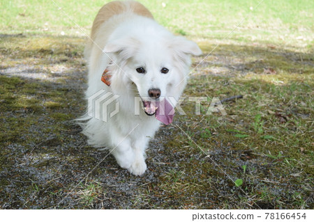 Border Collie 78166454