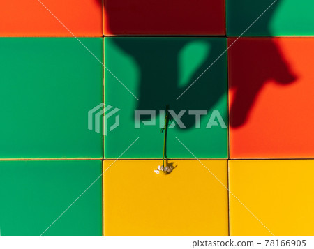 Chamomile flower on colorful tile background with harsh shadow creative minimal style composition Trendy bright flat lay Chamomile flower on colorful tile background with harsh shadow creative minimal style composition Trendy bright flat lay 78166905