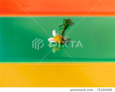 Chamomile flower on colorful tile background with harsh shadow creative minimal style composition Trendy bright flat lay Chamomile flower on colorful tile background with harsh shadow creative minimal style composition Trendy bright flat lay 78166906