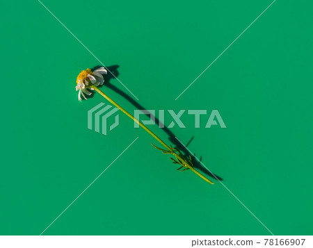 Chamomile flower on colorful tile background with harsh shadow creative minimal style composition Trendy bright flat lay Chamomile flower on colorful tile background with harsh shadow creative minimal style composition Trendy bright flat lay 78166907