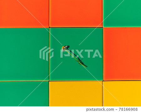 Chamomile flower on colorful tile background with harsh shadow creative minimal style composition Trendy bright flat lay Chamomile flower on colorful tile background with harsh shadow creative minimal style composition Trendy bright flat lay 78166908