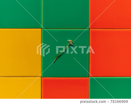 Chamomile flower on colorful tile background with harsh shadow creative minimal style composition Trendy bright flat lay 78166909