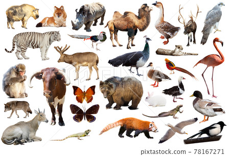 asia animals isolated asia animals isolated 78167271