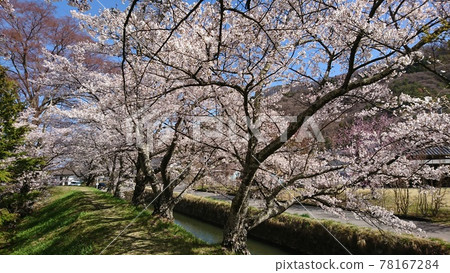 一排櫻花樹盛開在龍岡城五棱郭 一排櫻花樹盛開在龍岡城五棱郭 78167284