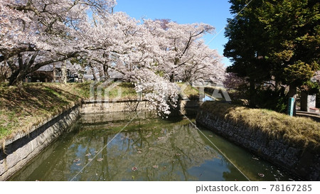 一排櫻花樹盛開在龍岡城五棱郭 一排櫻花樹盛開在龍岡城五棱郭 78167285