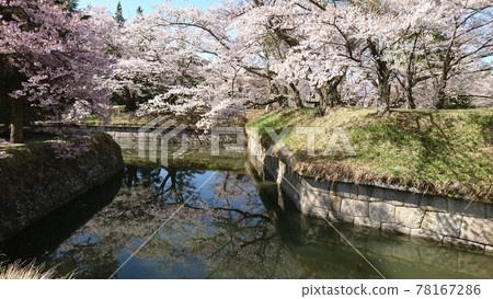 一排櫻花樹盛開在龍岡城五棱郭 78167286