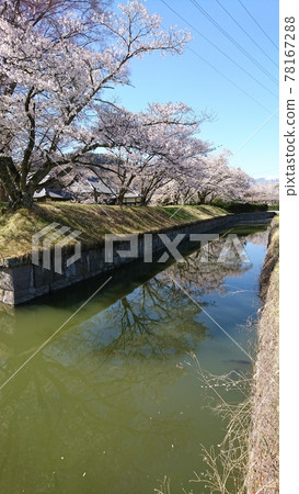 A row of cherry blossom trees blooming in Tatsuoka Castle Goryokaku A row of cherry blossom trees blooming in Tatsuoka Castle Goryokaku 78167288