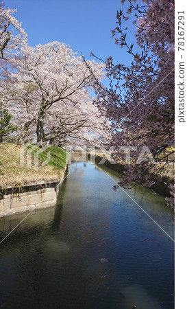 一排櫻花樹盛開在龍岡城五棱郭 一排櫻花樹盛開在龍岡城五棱郭 78167291