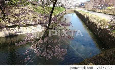 一排櫻花樹盛開在龍岡城五棱郭 一排櫻花樹盛開在龍岡城五棱郭 78167292