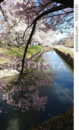 一排櫻花樹盛開在龍岡城五棱郭 一排櫻花樹盛開在龍岡城五棱郭 78167293