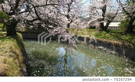 A row of cherry blossom trees blooming in Tatsuoka Castle Goryokaku 78167294