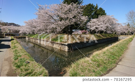 A row of cherry blossom trees blooming in Tatsuoka Castle Goryokaku 78167295