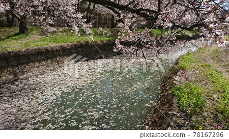 A row of cherry blossom trees blooming in Tatsuoka Castle Goryokaku 78167296
