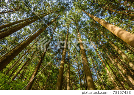 Fresh green of Bonooreyama Fresh green of Bonooreyama 78167428