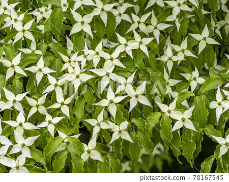 Pokeweed flower Pokeweed flower 78167545