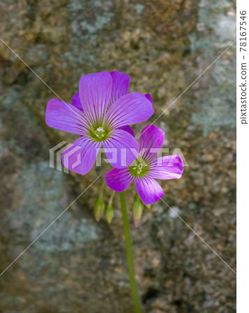 Murasaki Kabaki Flower 78167546