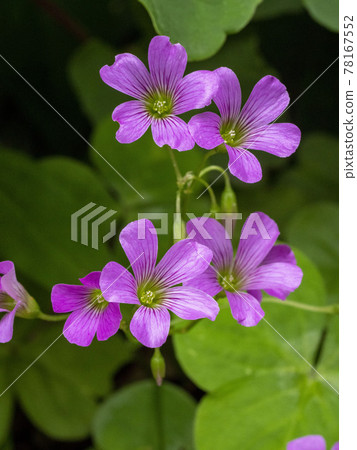 Murasaki Kabaki Flower 78167552