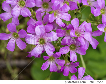 Murasaki Kabaki Flower Murasaki Kabaki Flower 78167554