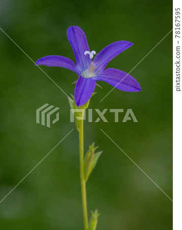 Chicken sow 78167595