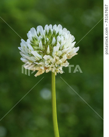 白三葉草花 白三葉草花 78167607