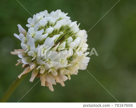 White clover flower White clover flower 78167608
