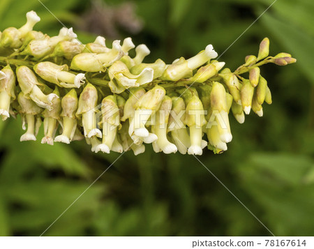克拉拉花 克拉拉花 78167614