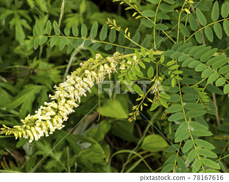 clara flower clara flower 78167616