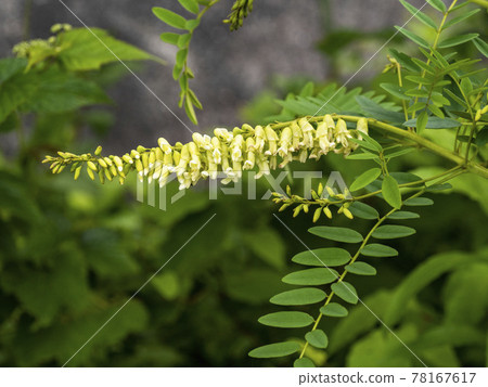 clara flower clara flower 78167617
