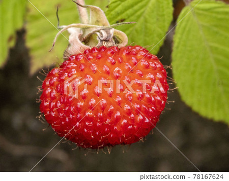 Red fruit of Rubus hirsutus Red fruit of Rubus hirsutus 78167624