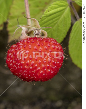 Red fruit of Rubus hirsutus Red fruit of Rubus hirsutus 78167625
