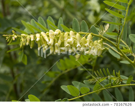 clara flower clara flower 78167626