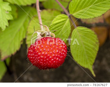 Red fruit of Rubus hirsutus Red fruit of Rubus hirsutus 78167627