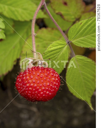 Rubus hirsutus 的紅色果實 Rubus hirsutus 的紅色果實 78167628